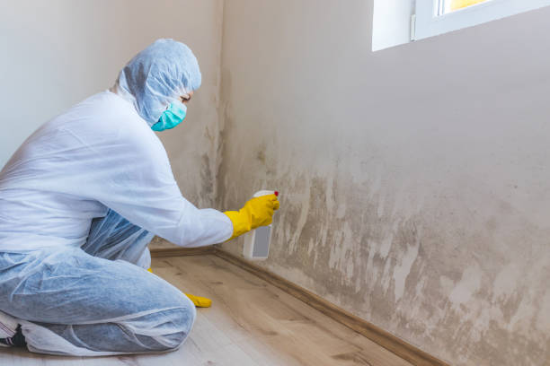 Licensed Mold Removal service in Westwood, PA - WQB Mold Removal