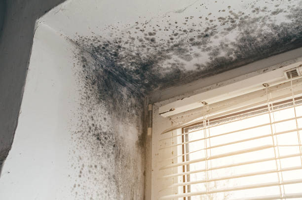 Affordable Mold Removal solutions in Westwood, PA